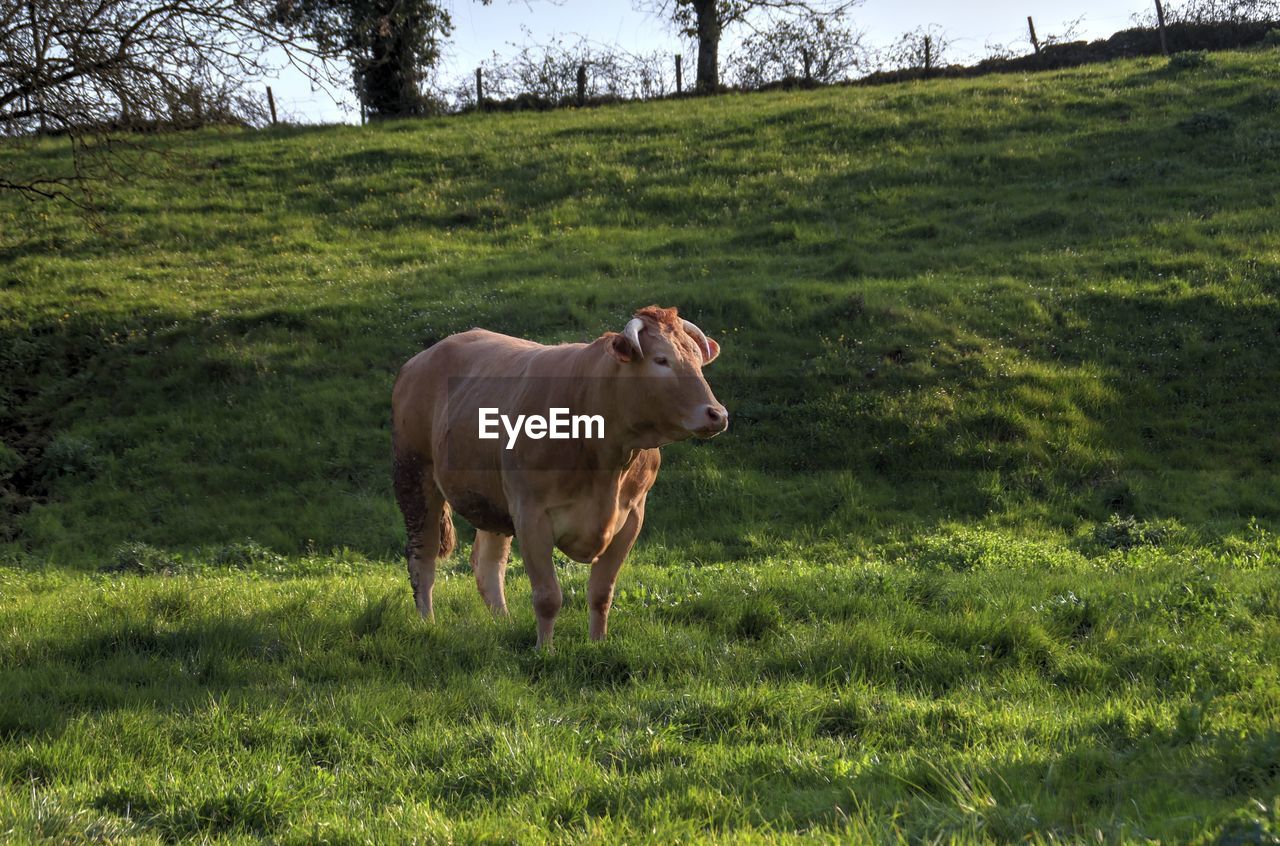 Cow standing on grassy field