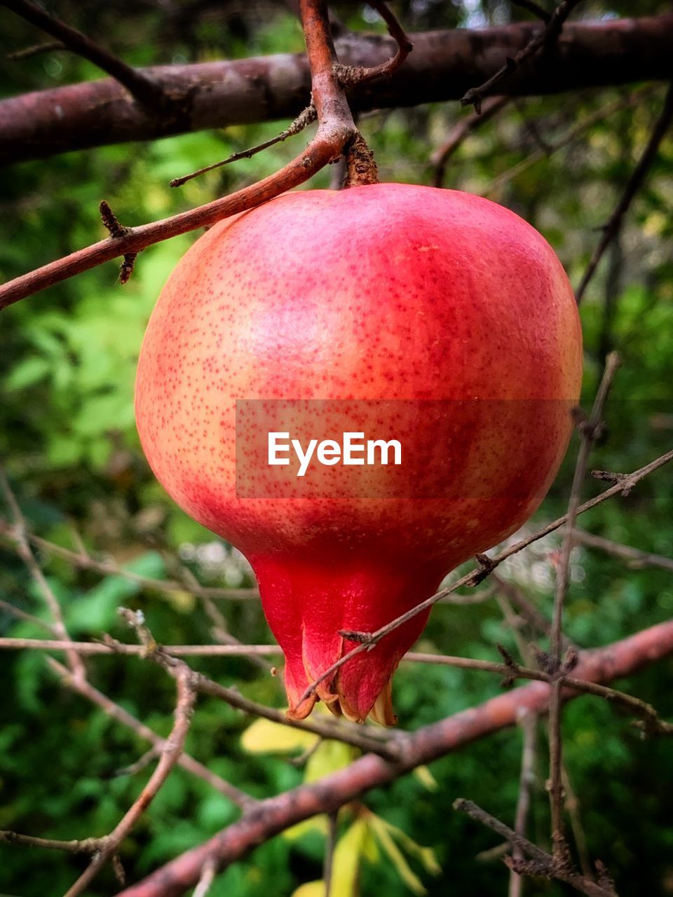 CLOSE-UP OF RED APPLE ON TREE