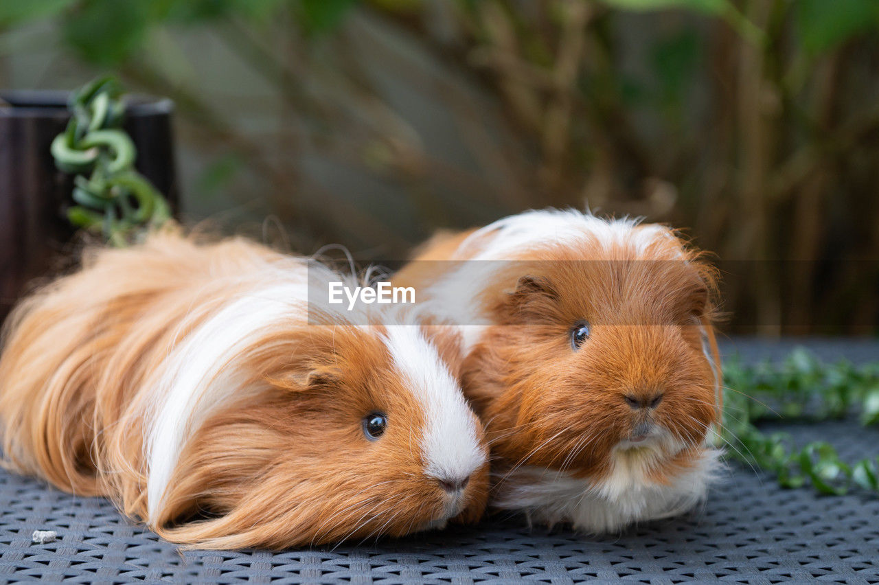 pet, guinea pig, mammal, animal themes, animal, domestic animals, one animal, dog, canine, cute, no people, rodent, portrait, lap dog, close-up, young animal, brown, focus on foreground, looking at camera, day