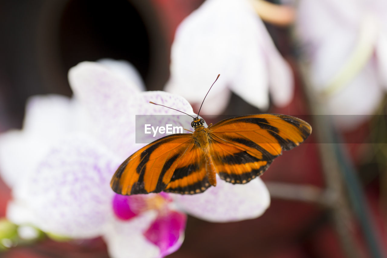 Dorsal view of banded orange heliconian resting on a pale orchid flower in soft focus background