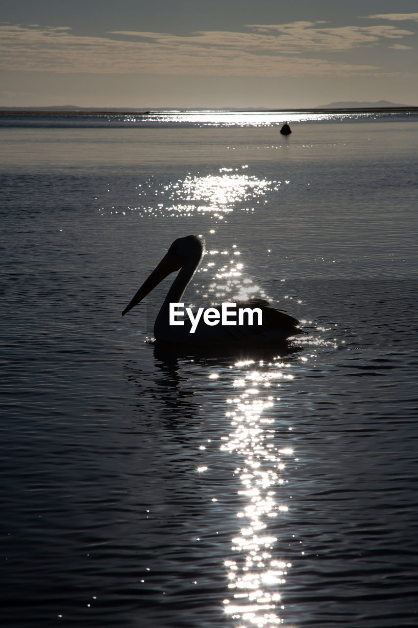 Pelican swimming in sea