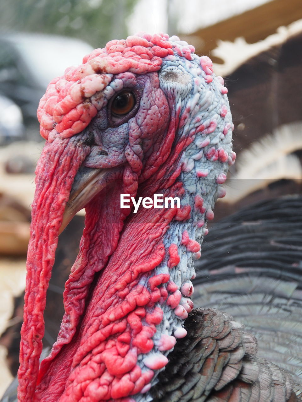 Close up of a turkey