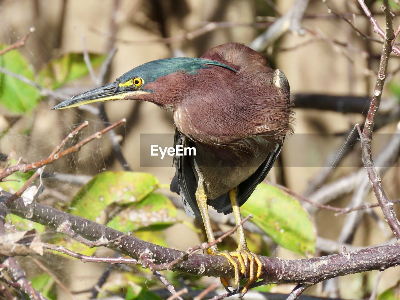 Close-up of a green heron perching on branch