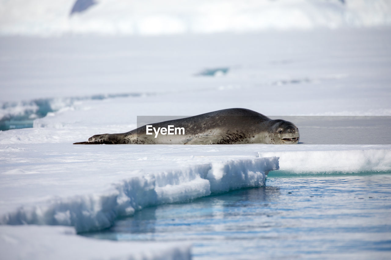 Seal relaxing on frozen sea