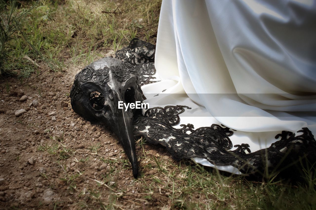 HIGH ANGLE VIEW OF BLACK HORSE IN SUNLIGHT