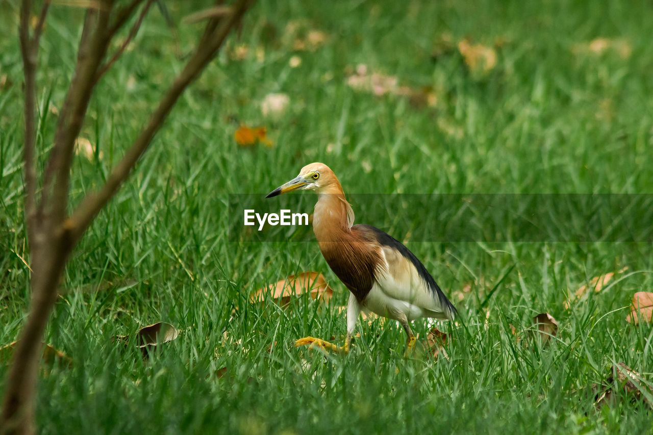 Bird perching on grass in field