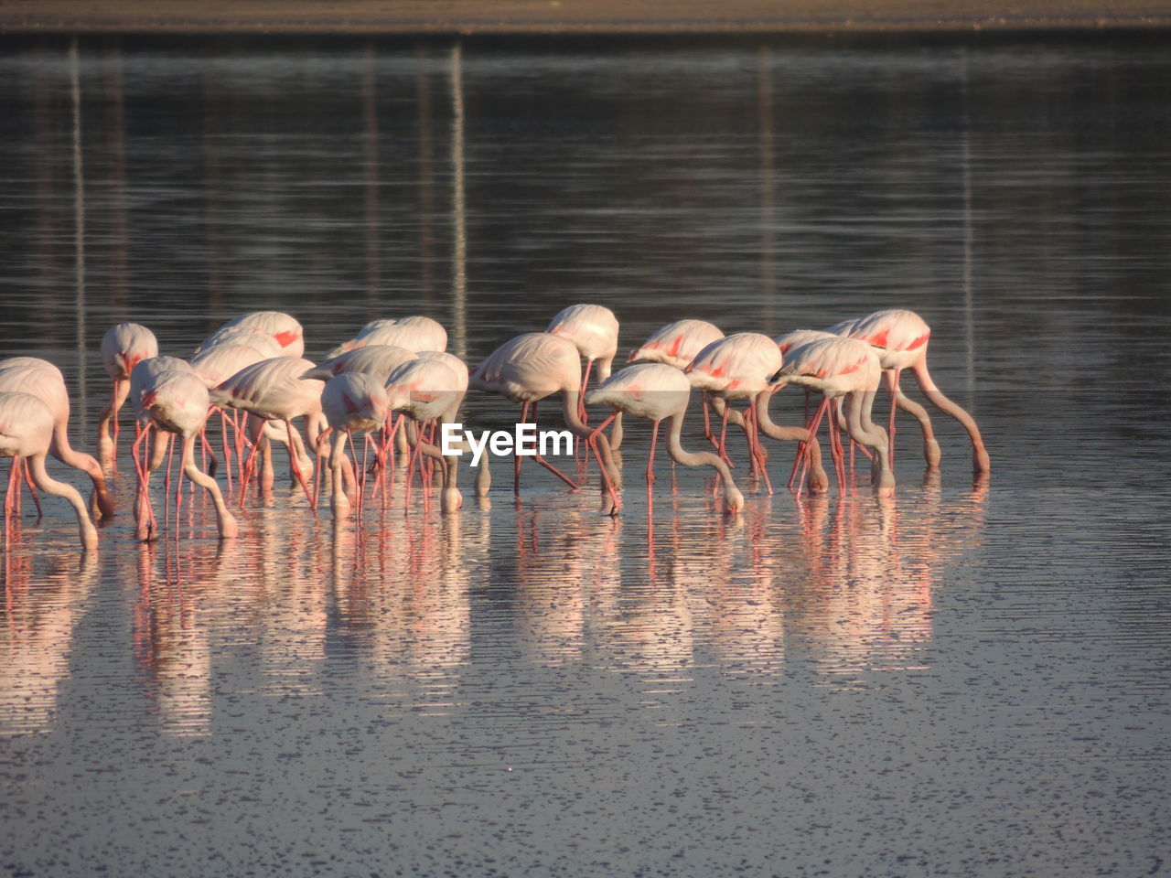Flock of flamingos foraging in lake