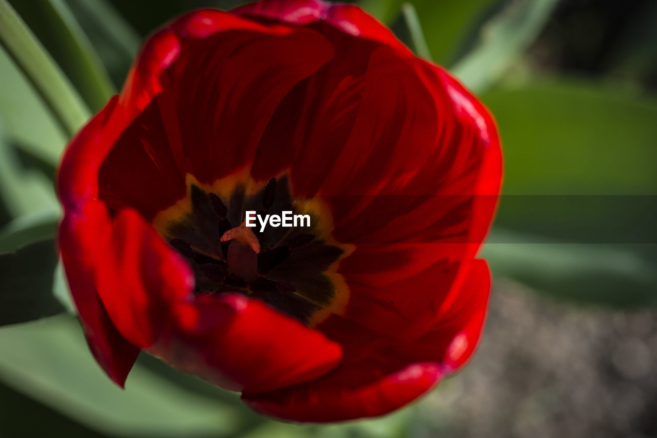 Close-up of red poppy blooming outdoors