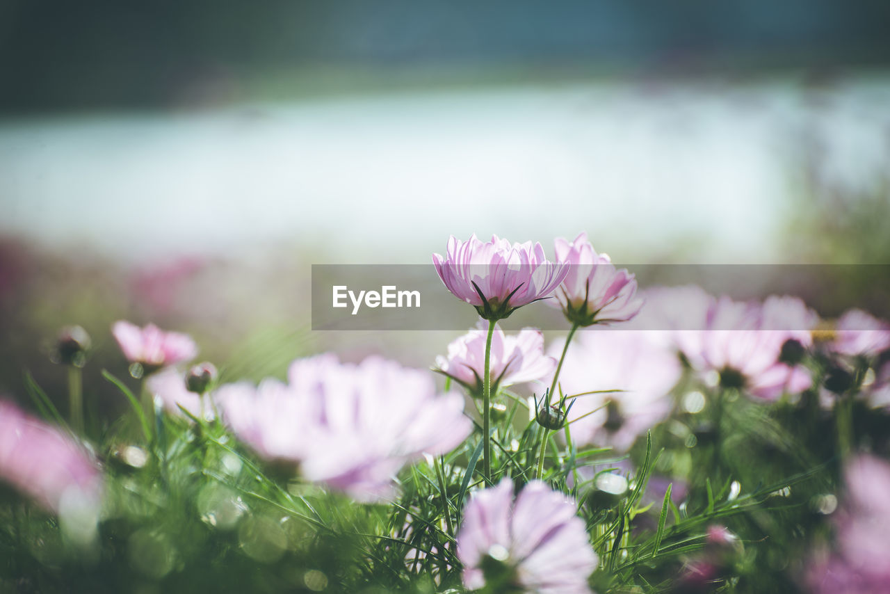 Close-up of pink flowering plants on field