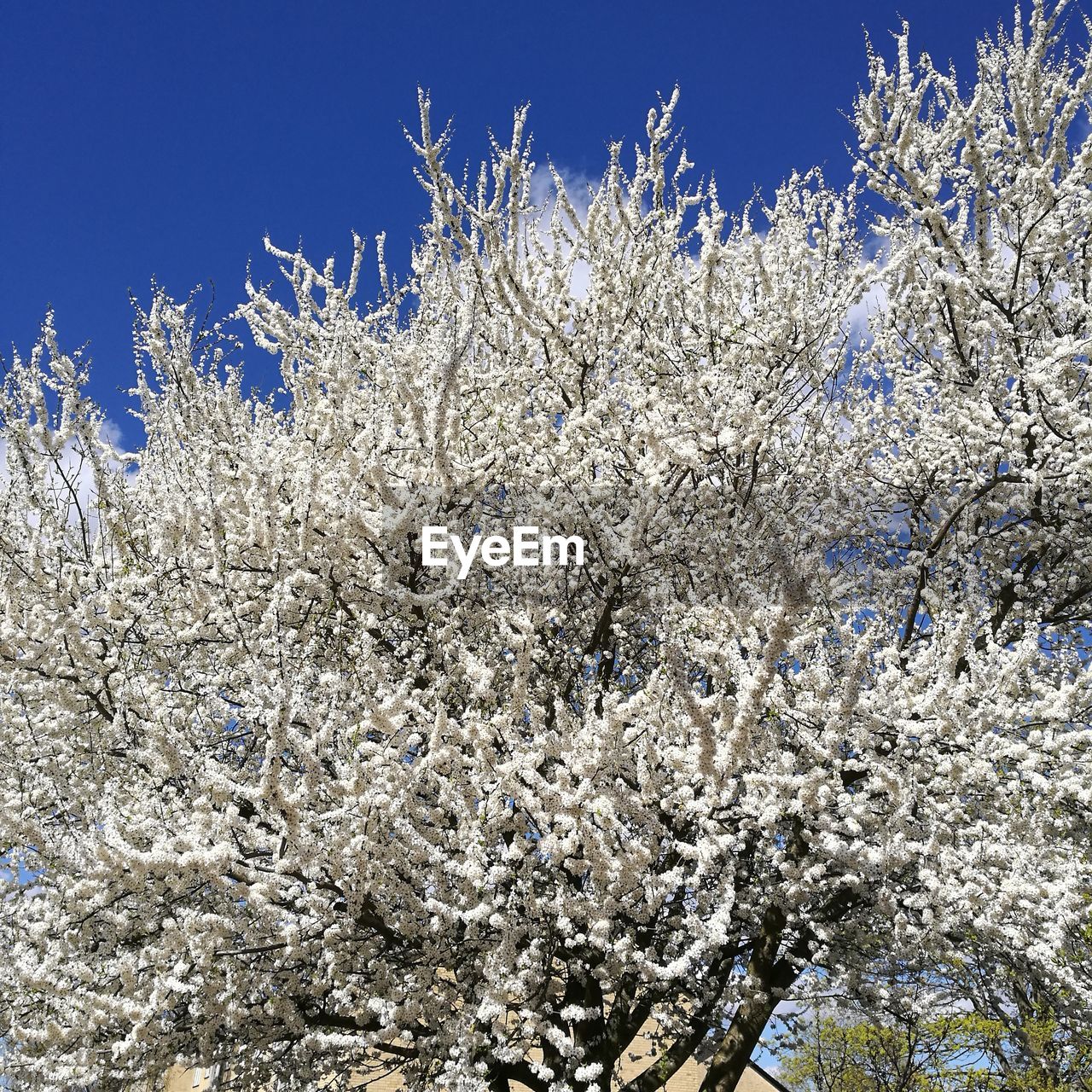 LOW ANGLE VIEW OF SNOW COVERED CHERRY BLOSSOM