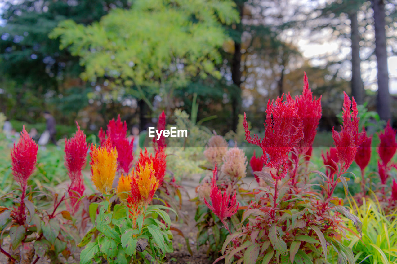 plant, flower, flowering plant, beauty in nature, growth, nature, freshness, shrub, red, focus on foreground, no people, day, close-up, wildflower, tree, fragility, pink, plant part, leaf, outdoors, land, garden, multi colored, green, blossom, woolflowers, tranquility, springtime, botany, inflorescence, environment