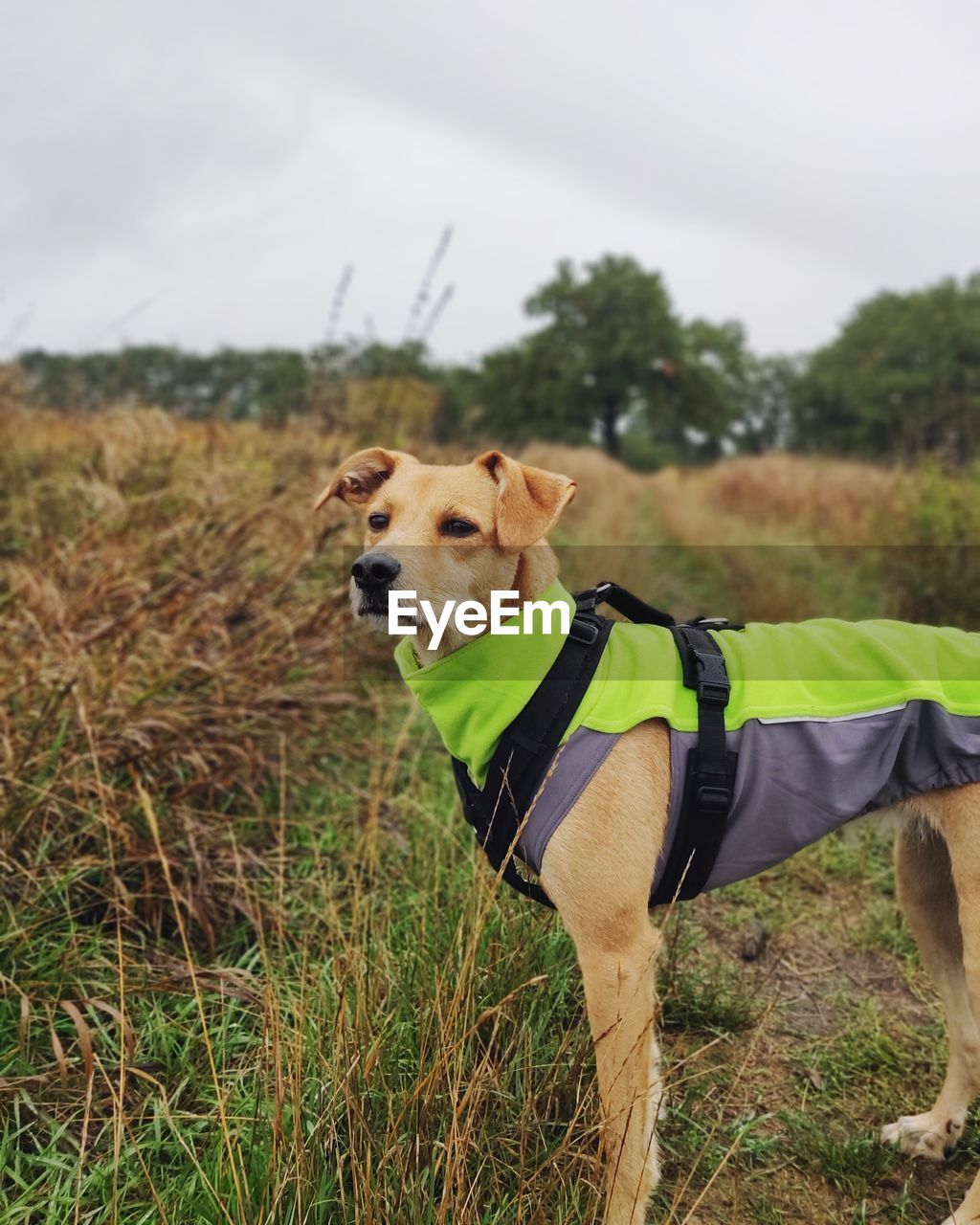 View of a dog on field