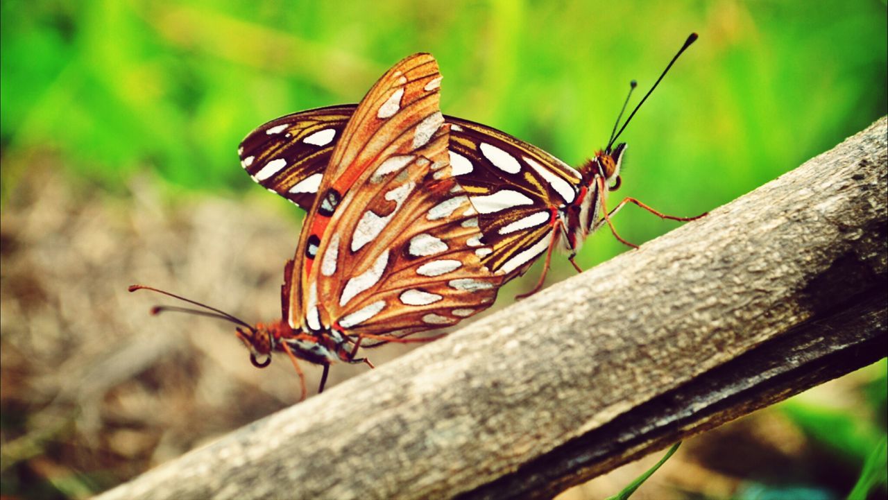 Close-up of butterflies mating on stick