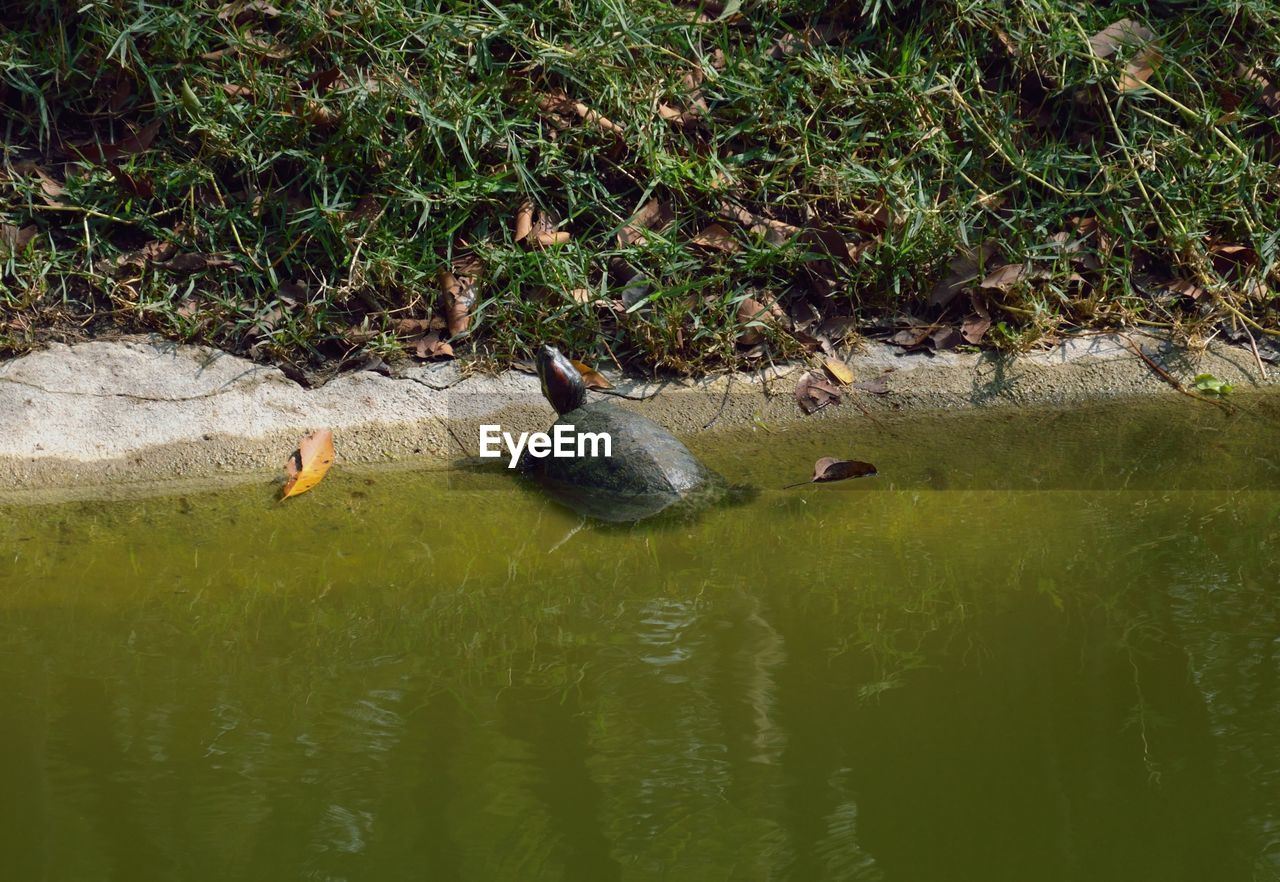 DUCK SWIMMING IN LAKE