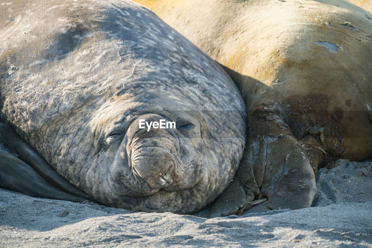 Sleeping elephant seals on a beach