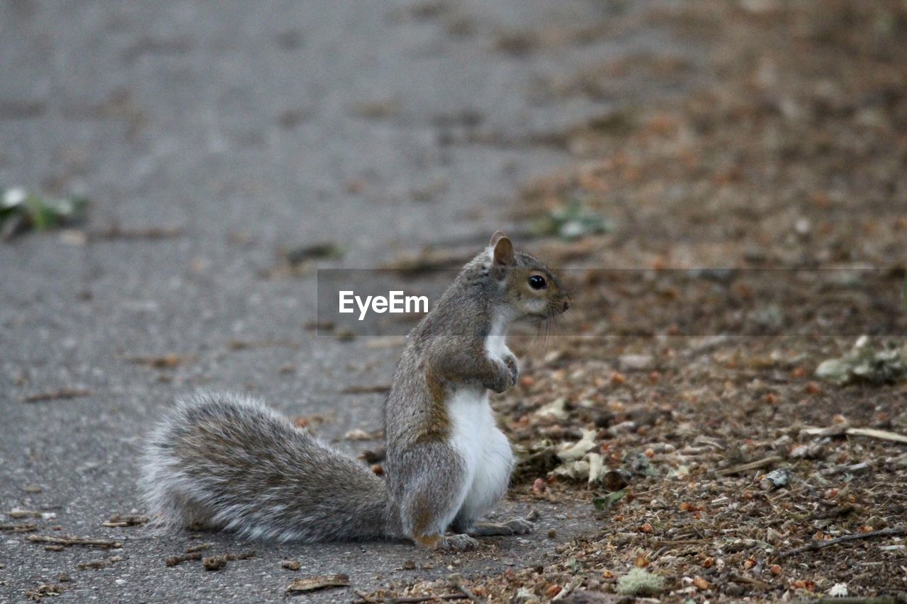 CLOSE-UP OF SQUIRREL ON FIELD