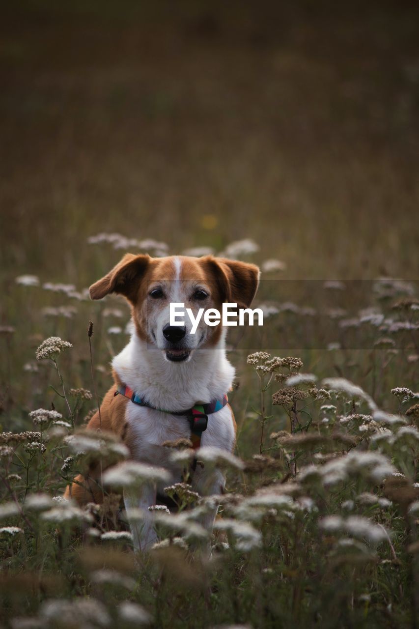 Portrait of dog on field