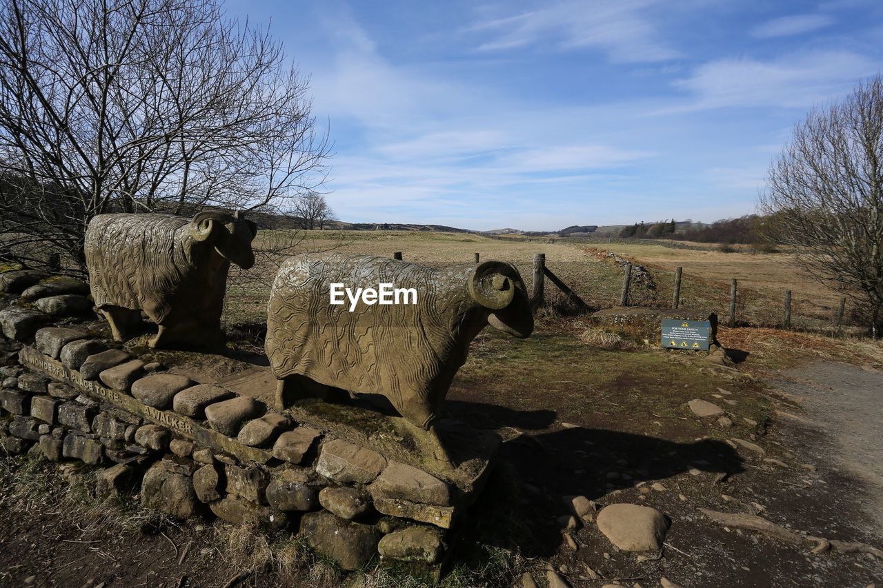 Close-up of statues of male sheep in field