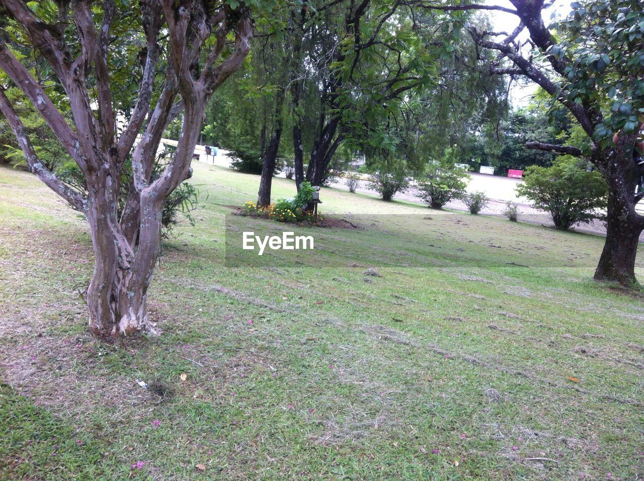 TREES IN PARK