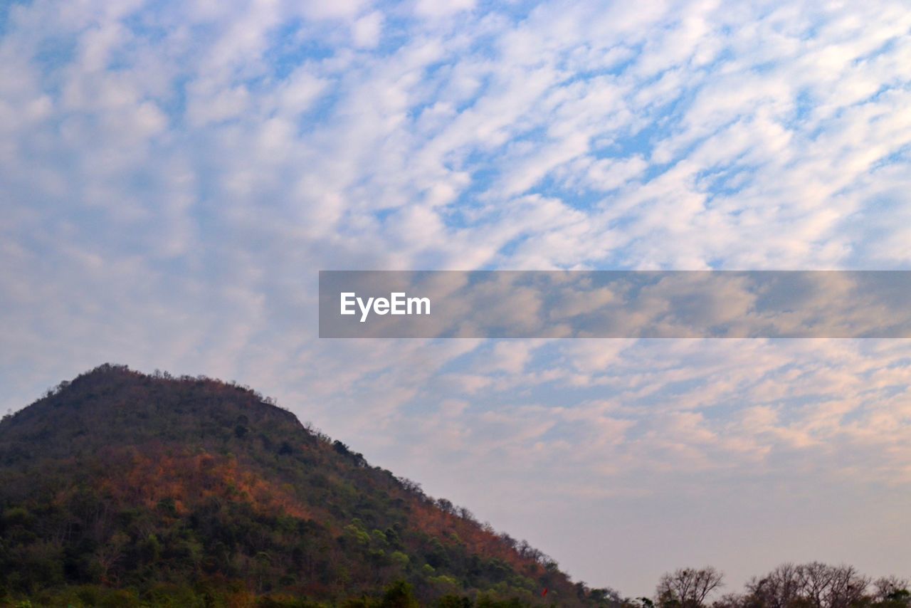 LOW ANGLE VIEW OF TREES AND MOUNTAIN AGAINST SKY