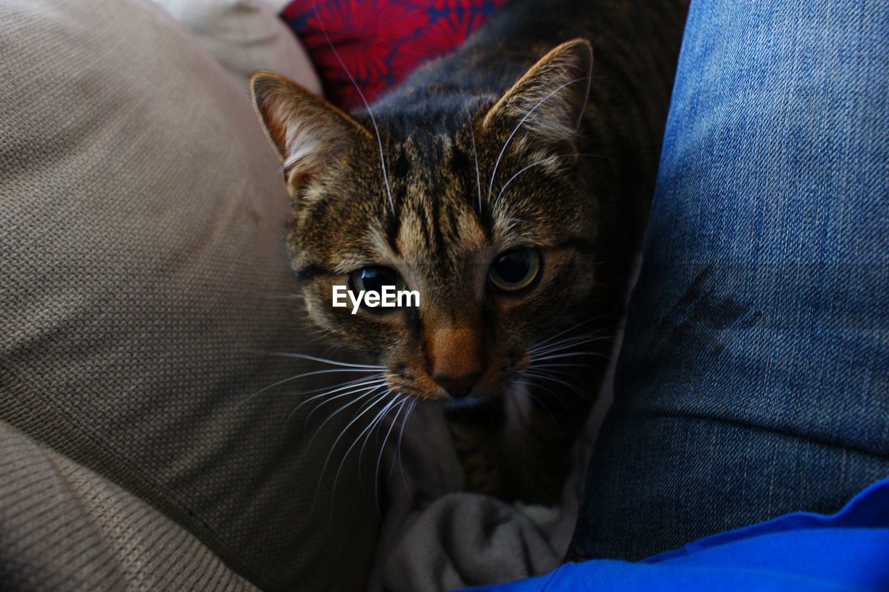 PORTRAIT OF CAT RELAXING ON BLANKET