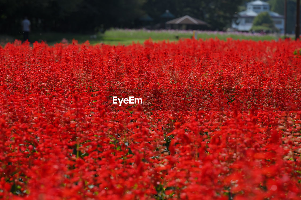 Scenic view of salvia field