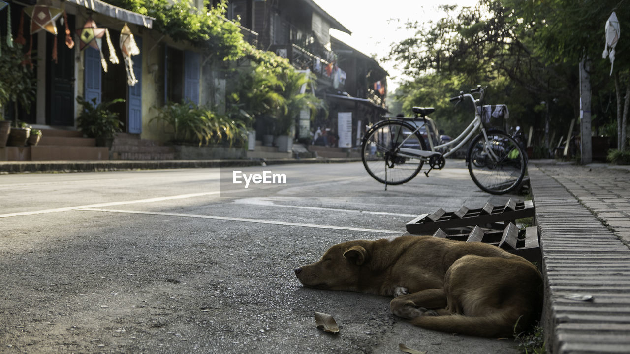 Dog sleeping on street