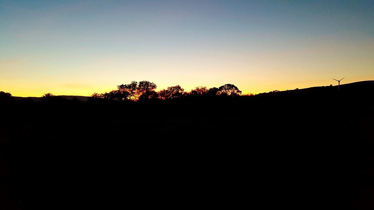 SILHOUETTE OF TREES AT SUNSET