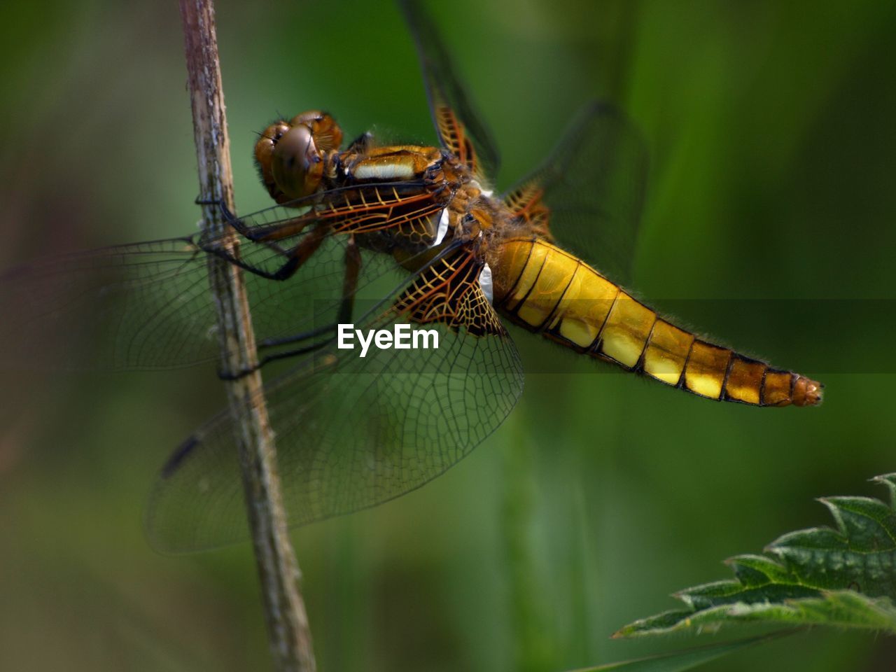 Close-up of dragonfly on leaf