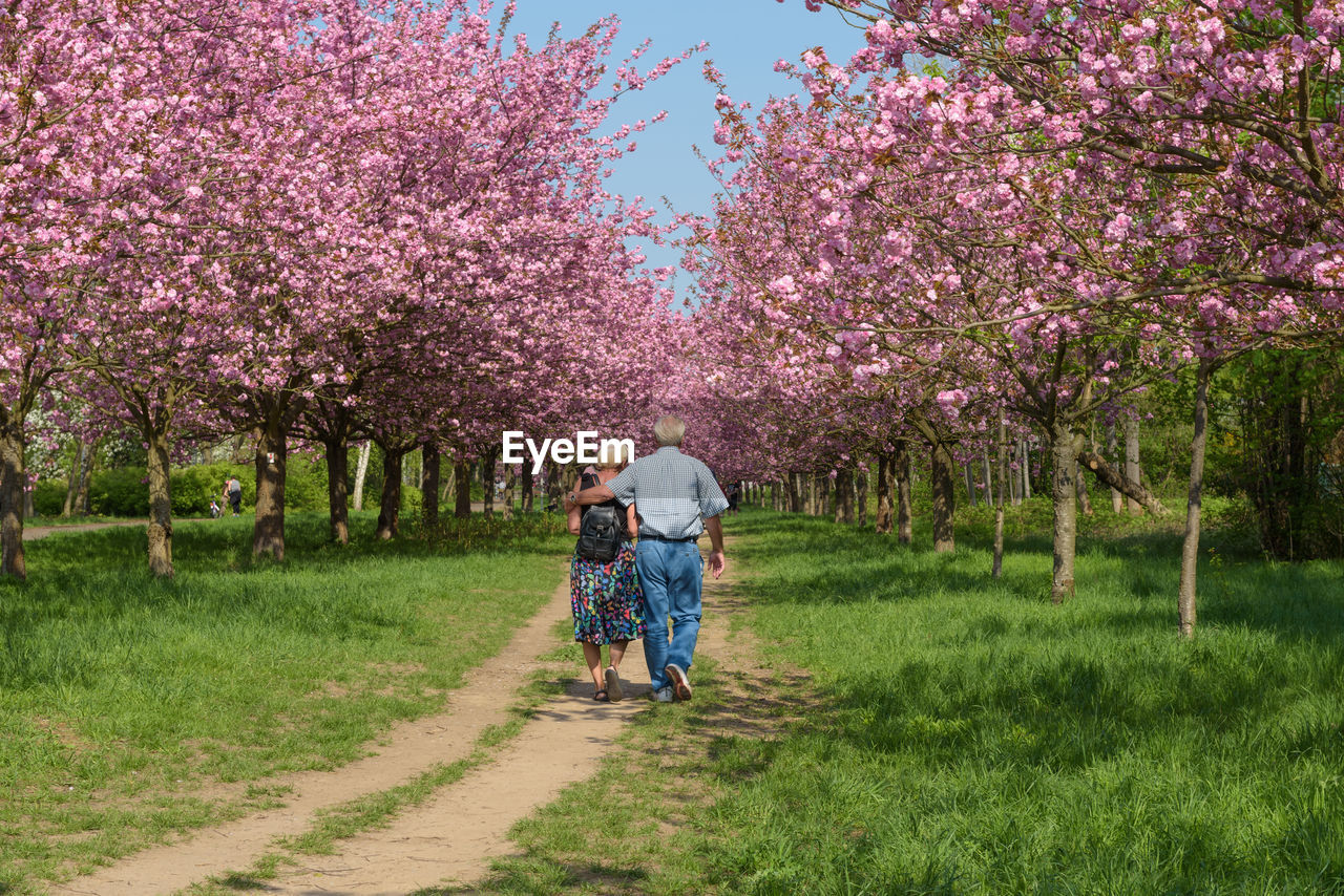 Rear view of people walking on field amidst cherry trees