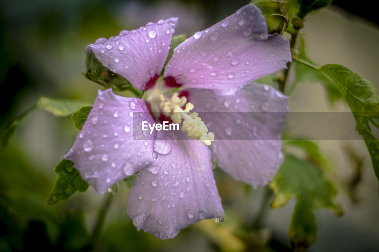 CLOSE-UP OF WATER DROPS ON PURPLE FLOWER