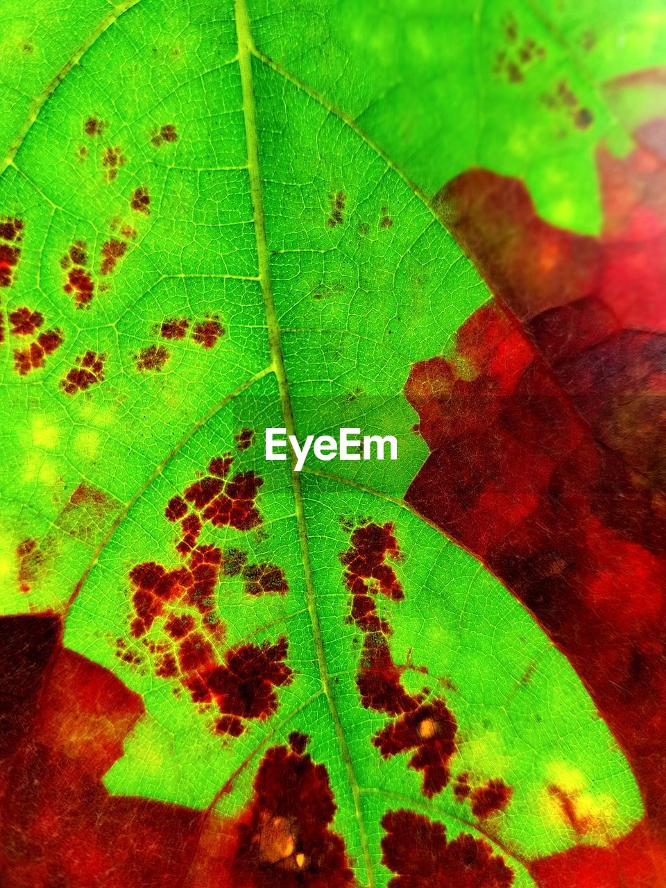 CLOSE-UP OF YELLOW MAPLE LEAF ON PLANT