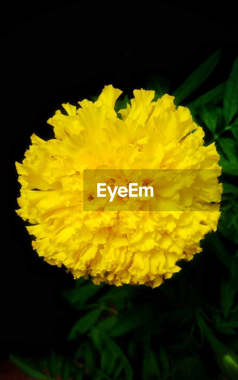 CLOSE-UP OF YELLOW FLOWER BLOOMING IN PLANT