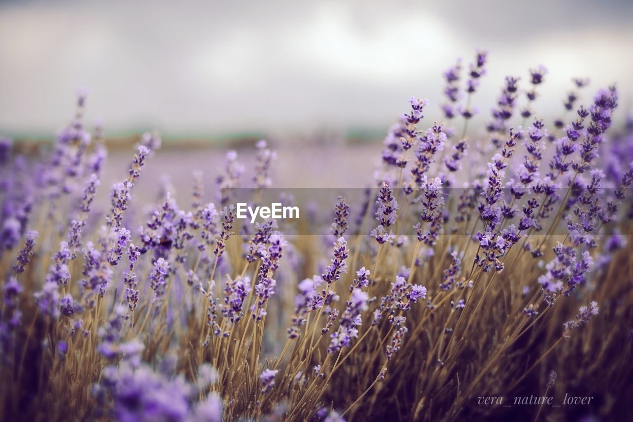 Close-up of purple flowering plants on field