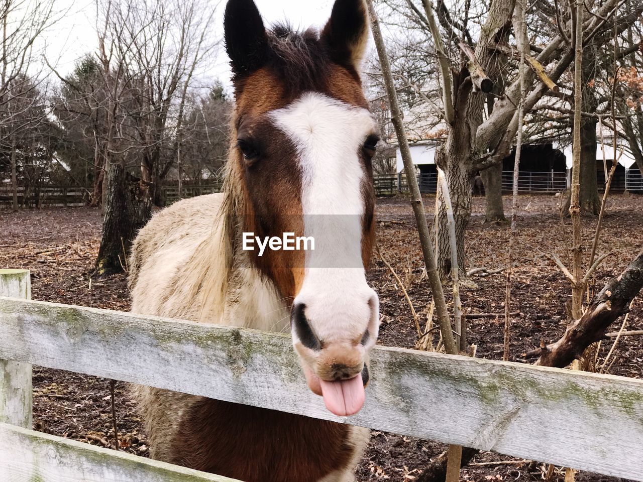 CLOSE-UP OF HORSE IN PEN