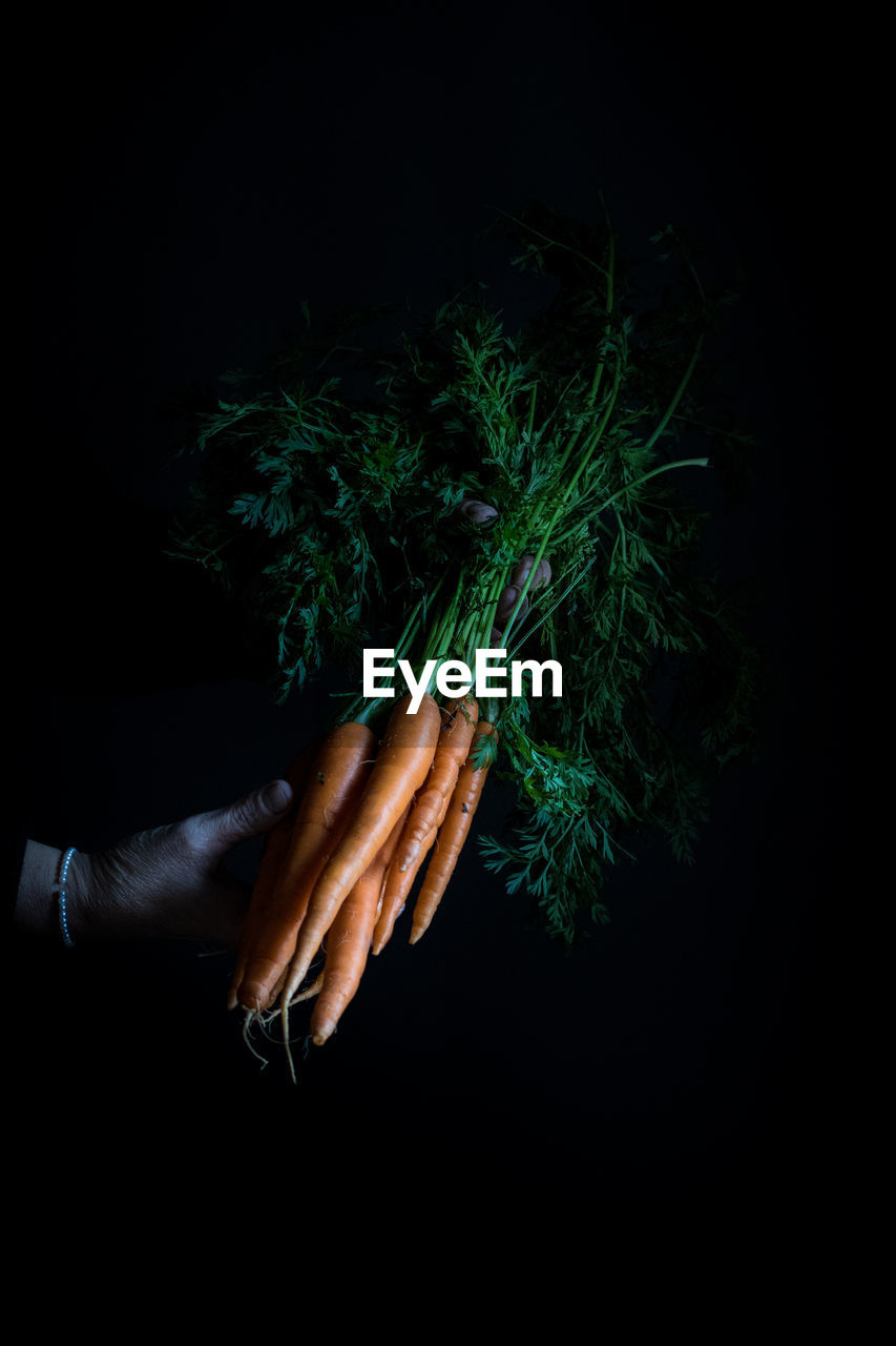 Midsection of person holding plant against black background