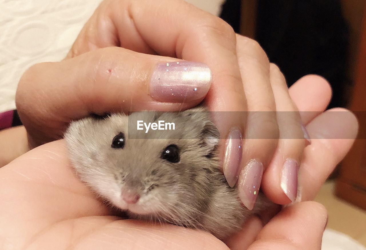 Close-up of hand holding hamster