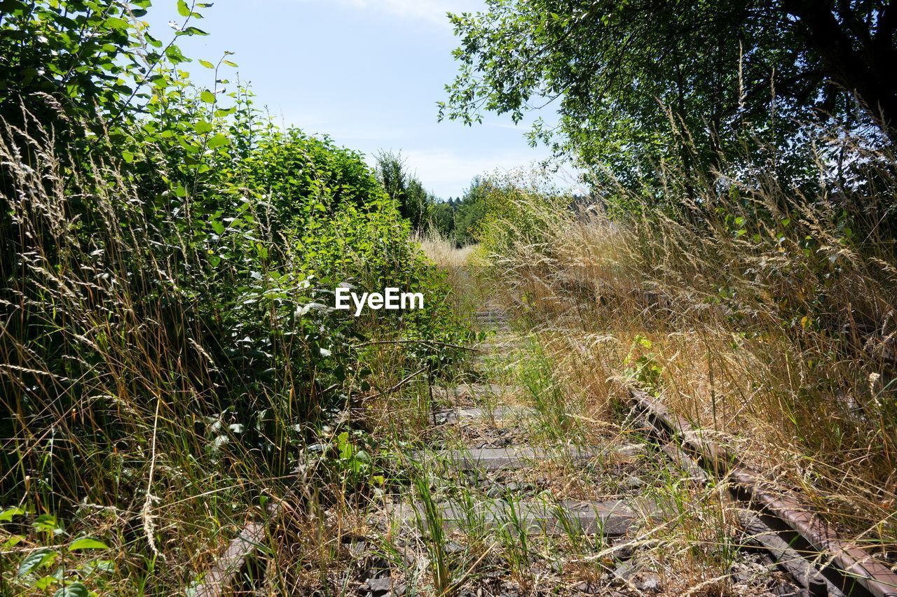 PLANTS GROWING ON FIELD