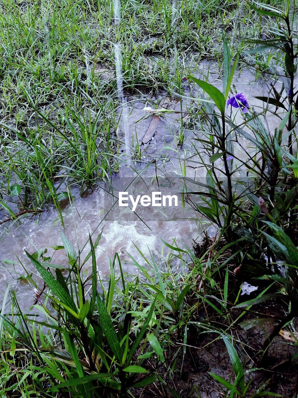 PLANTS GROWING BY WATER