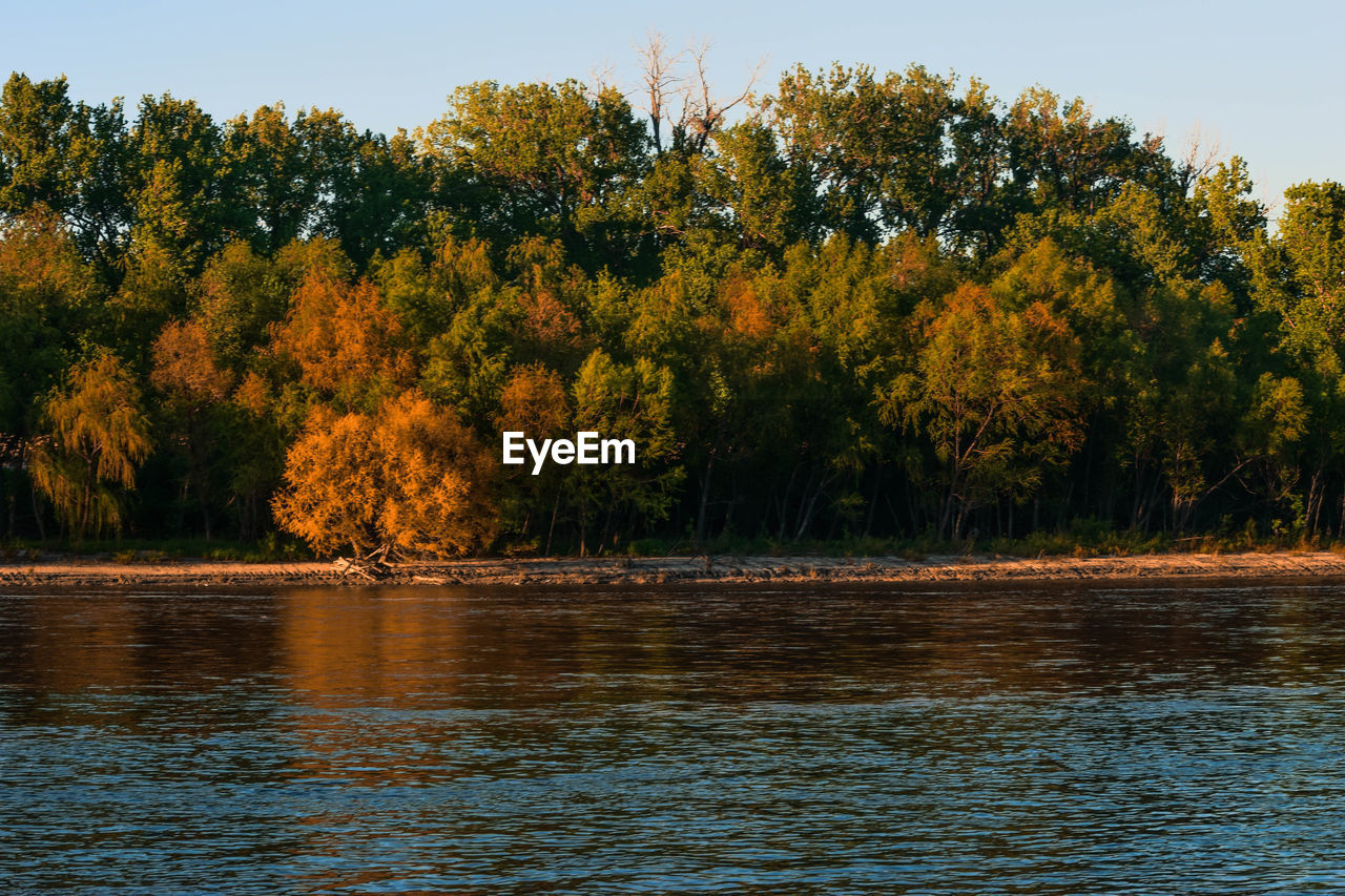 TREES BY LAKE IN FOREST AGAINST SKY