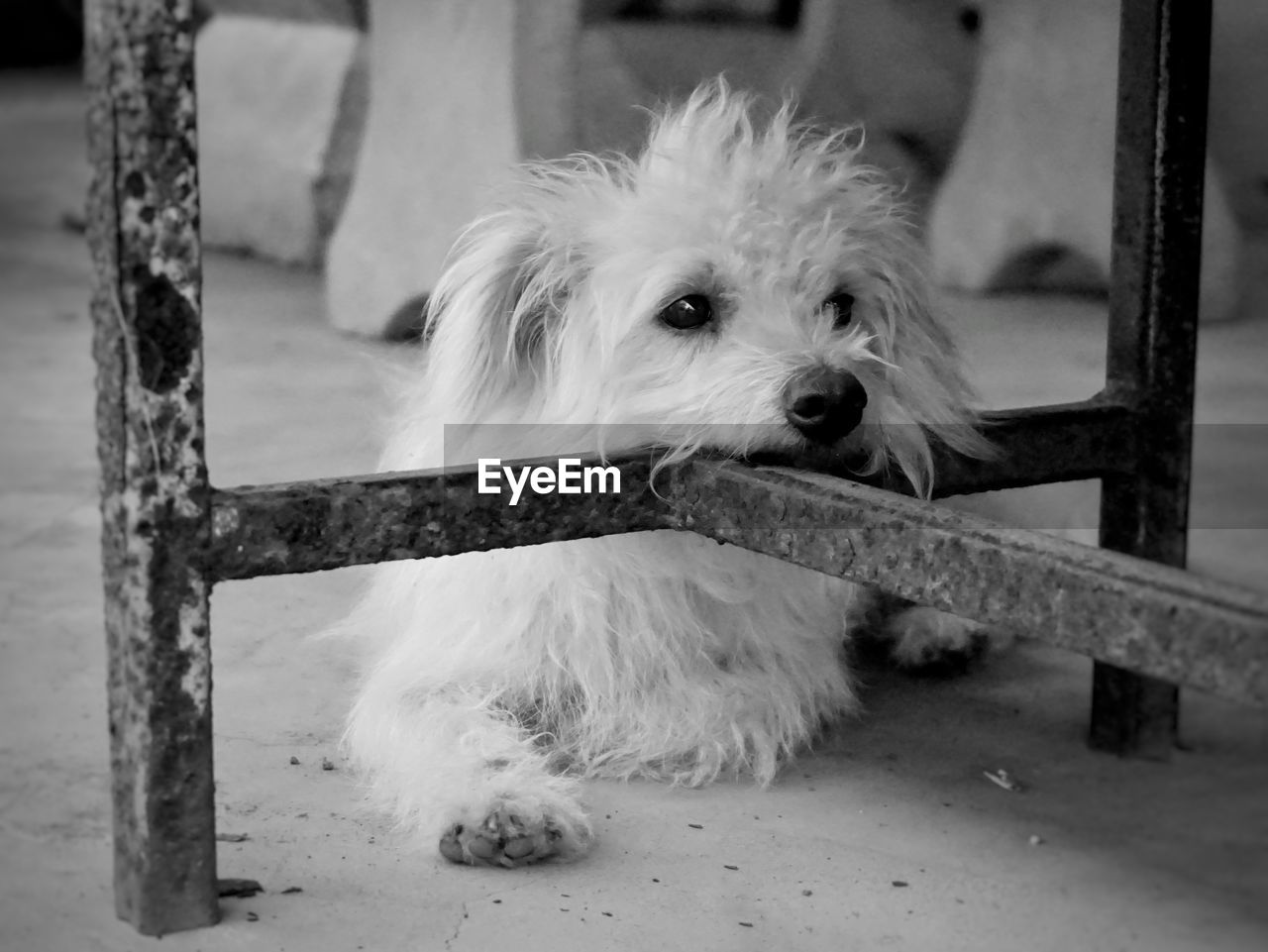 Dog relaxing by table