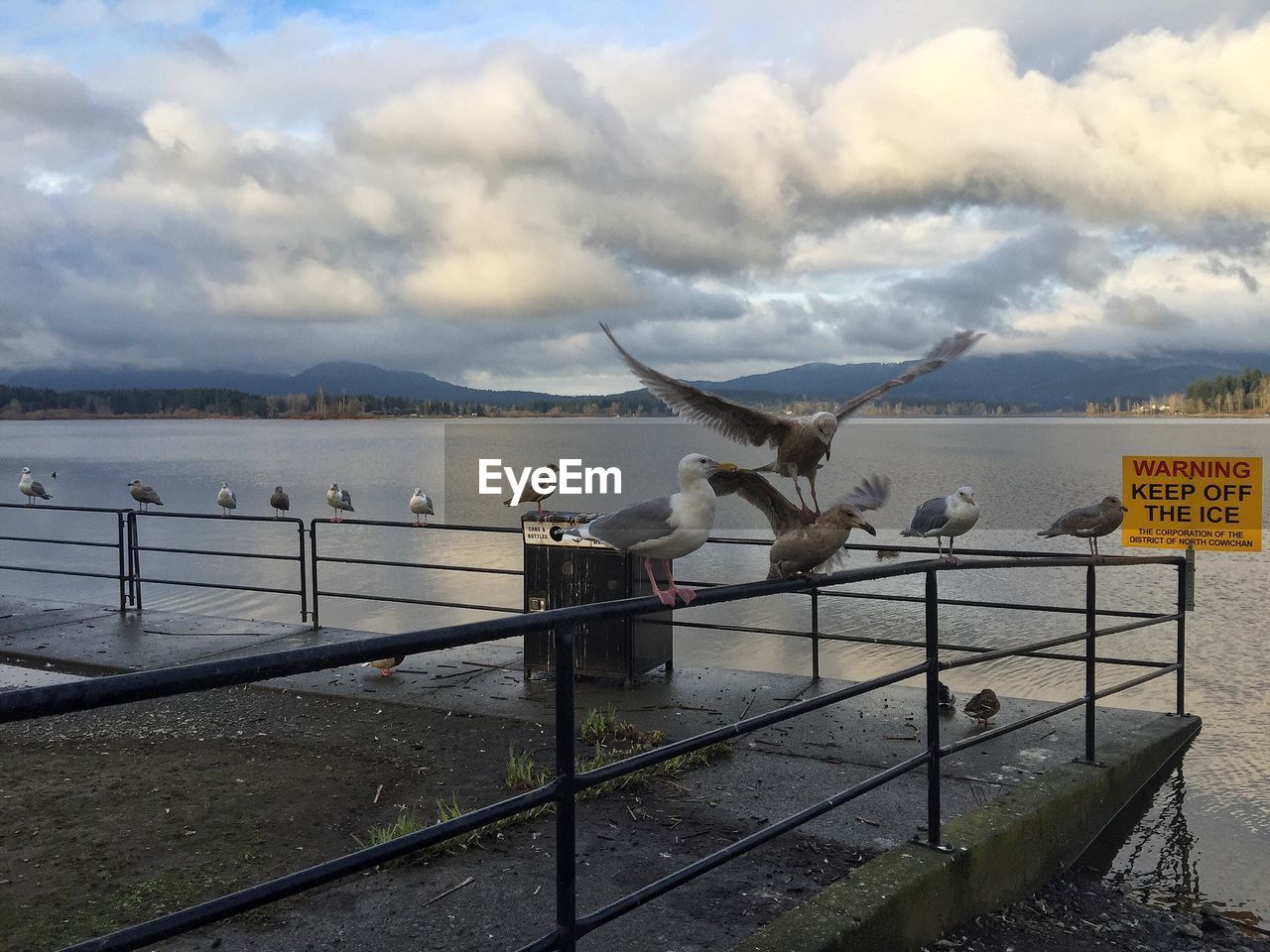 Seagulls perching on railing by lake against cloudy sky