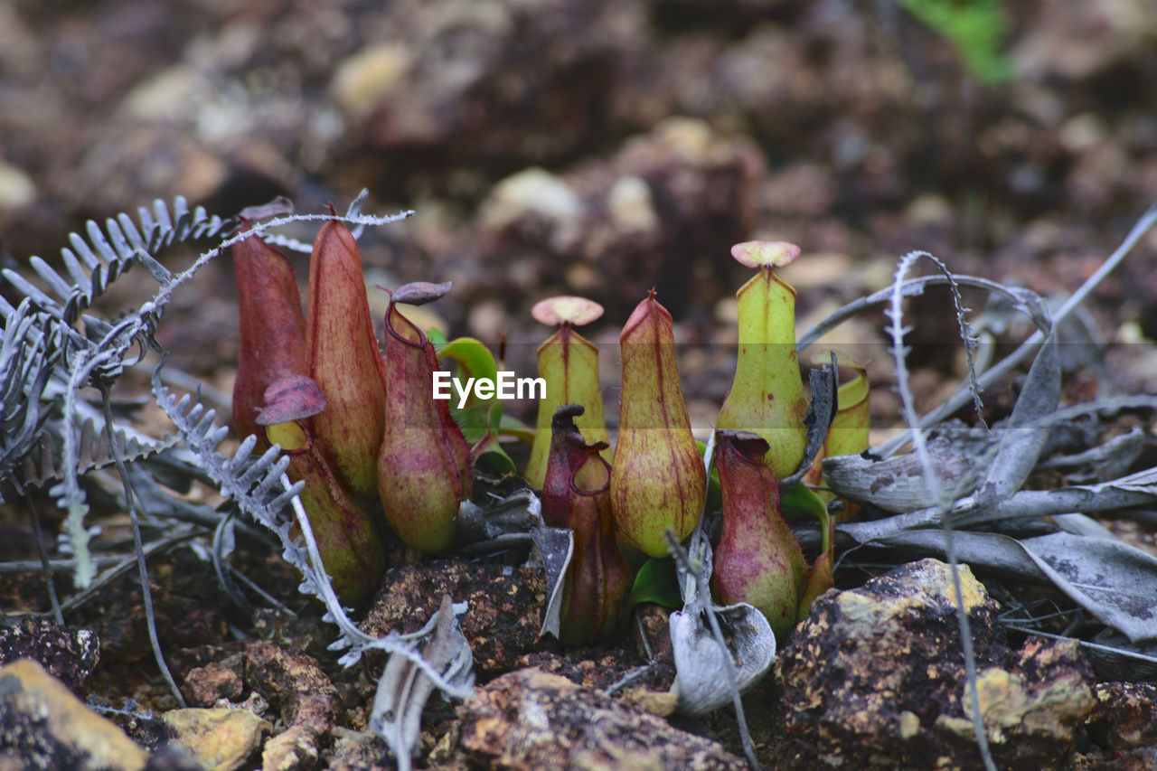 CLOSE-UP OF PLANTS AGAINST BLURRED BACKGROUND