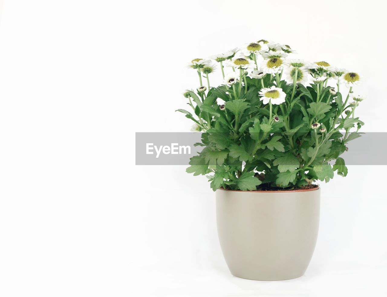 CLOSE-UP OF POTTED PLANT