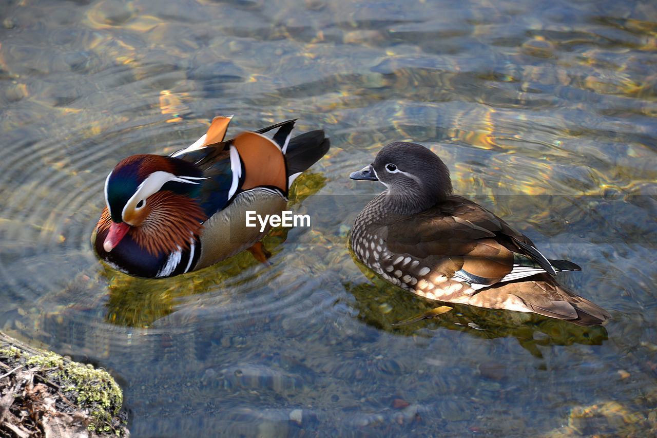 BIRDS SWIMMING IN LAKE