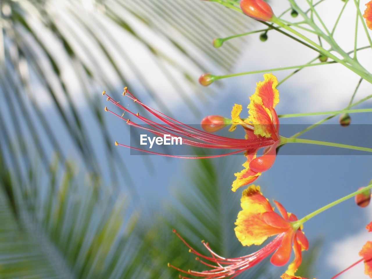 CLOSE-UP OF ORANGE BUTTERFLY ON BRANCH