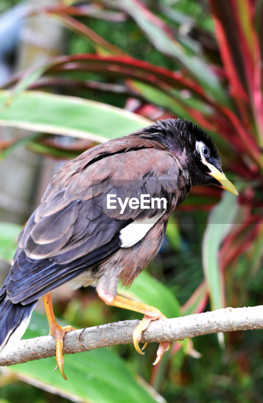 CLOSE-UP OF BIRD PERCHING ON PLANT