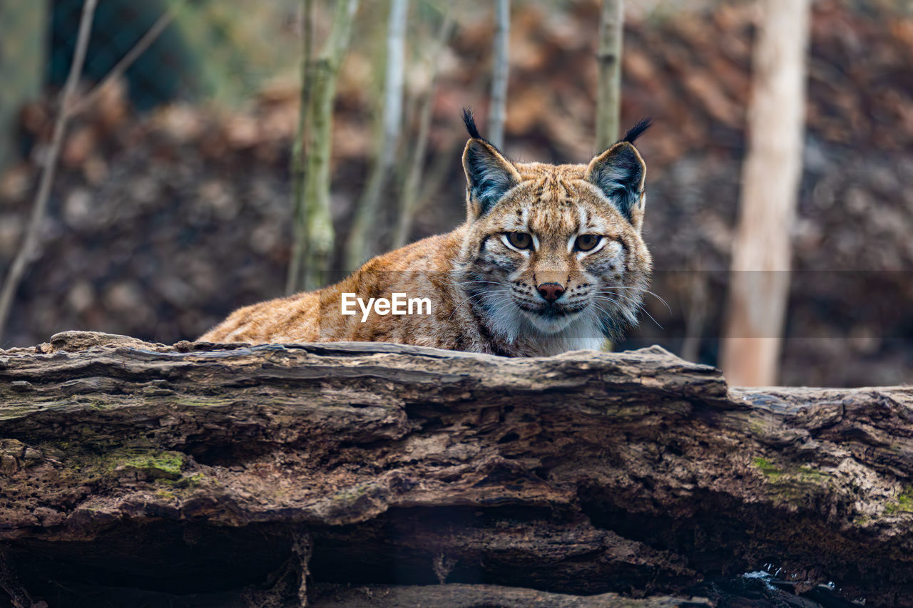 close-up of cat on rock