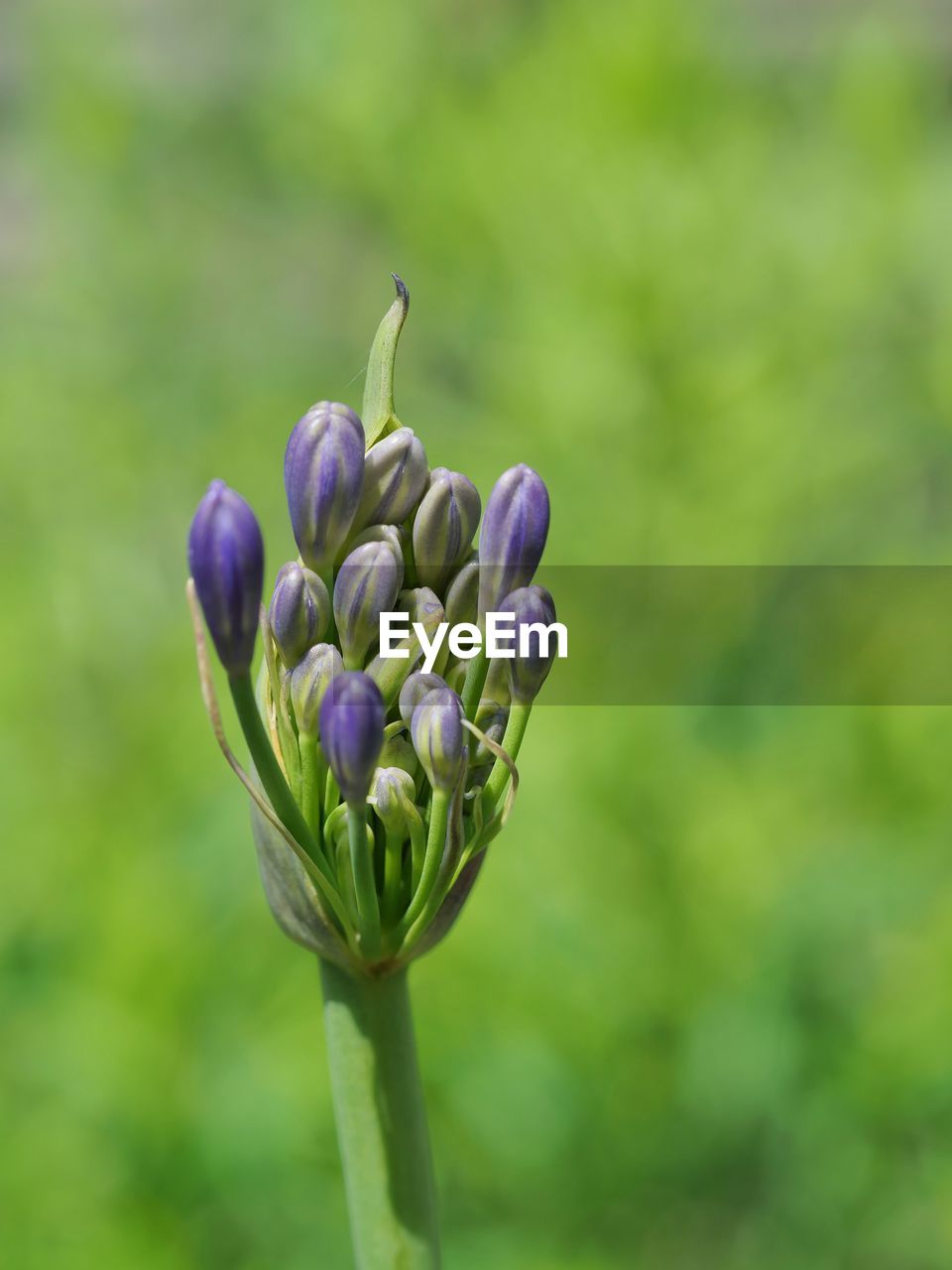 CLOSE-UP OF PURPLE FLOWER BUDS ON PLANT