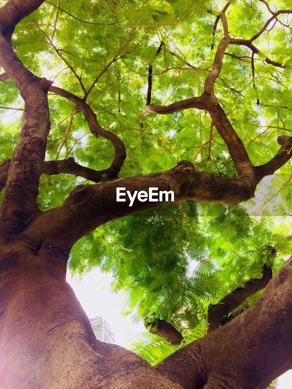 CLOSE-UP LOW ANGLE VIEW OF TREE